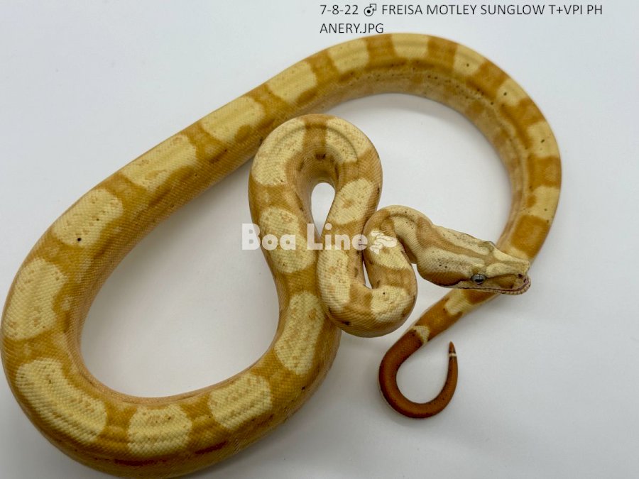 FREISA MOTLEY SUNGLOW T+VPI PH ANERY
